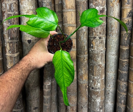 Epipremnum &