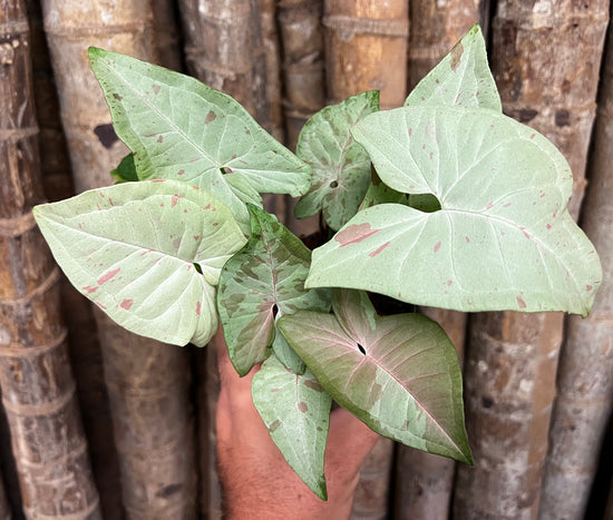 Syngonium &
