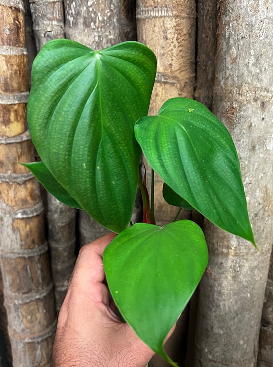 Philodendron &