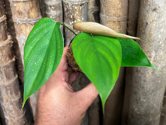 Philodendron &