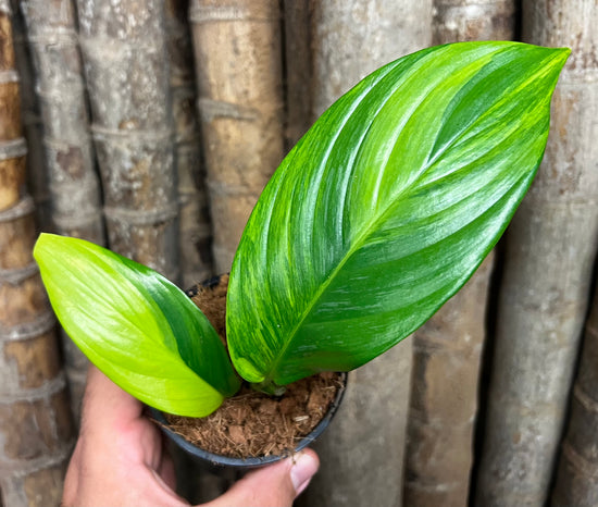 Epipremnum amplissimum &