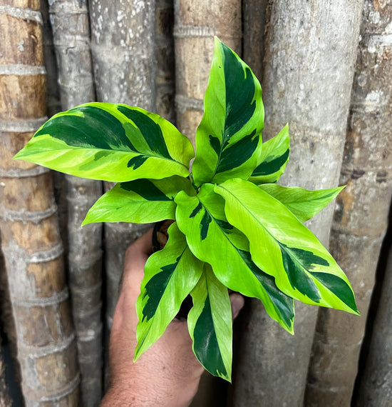 Calathea &