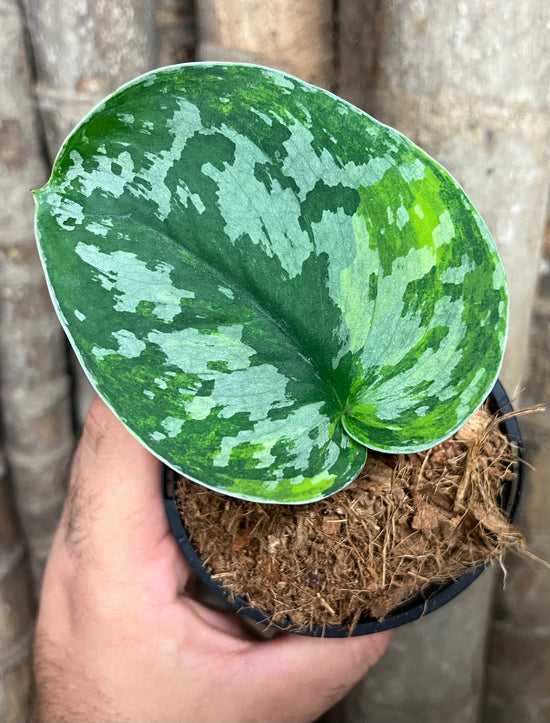 Scindapsus exotica &
