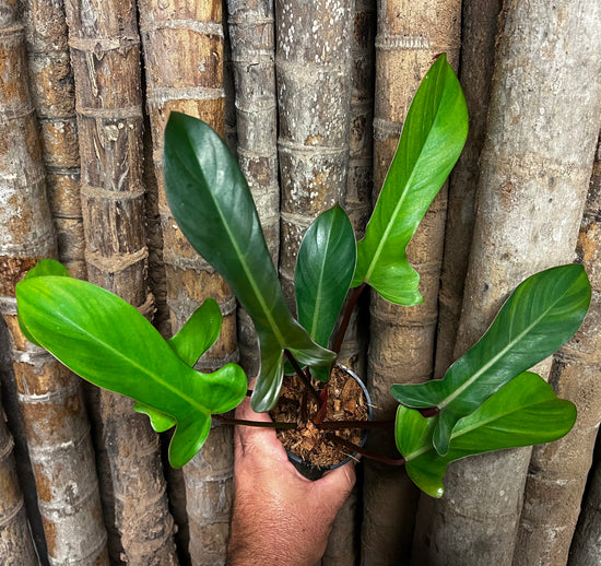 Philodendron &