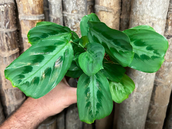 Maranta &
