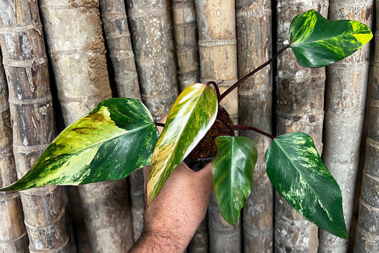 Philodendron &