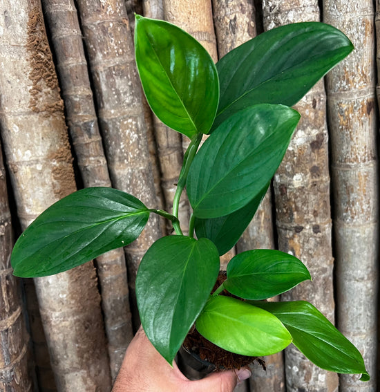Monstera &