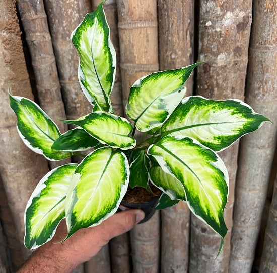 Dieffenbachia &