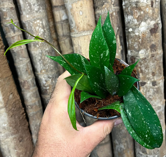 Hoya pubicalyx &