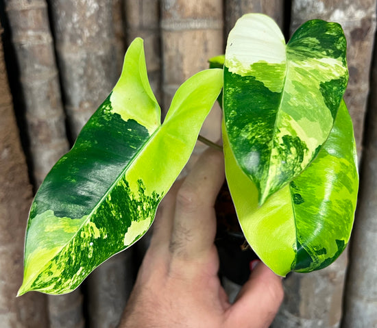 Philodendron &