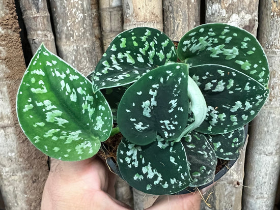 Scindapsus &