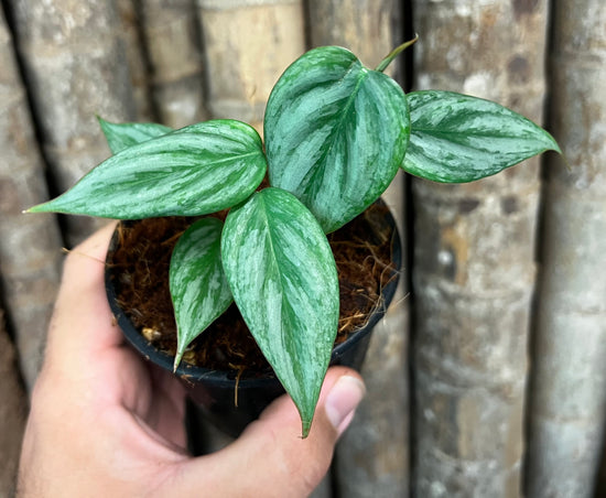 Philodendron &