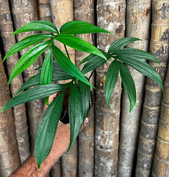 Monstera &