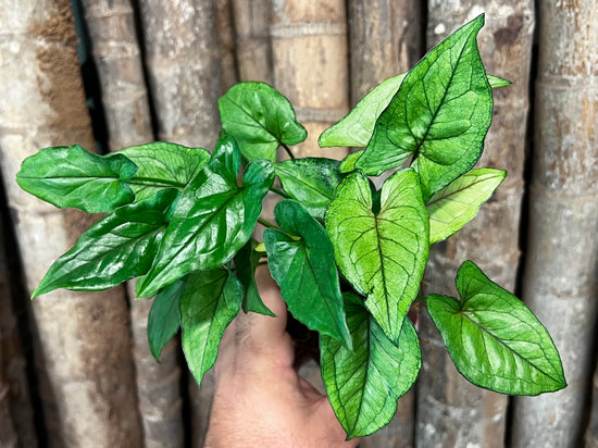 Syngonium &