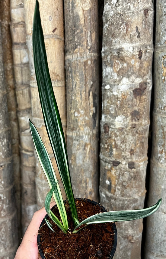 Sansevieria &