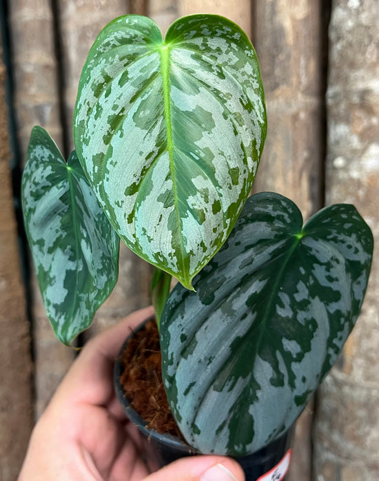Philodendron &