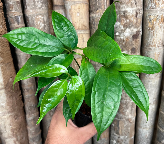 Anthurium &