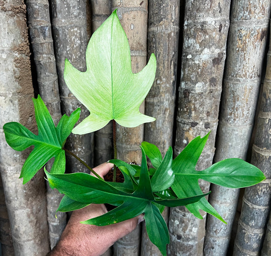 Philodendron &