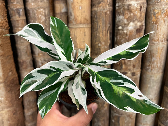 Calathea &