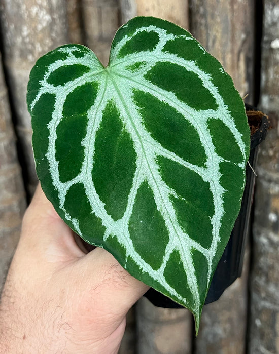 Anthurium &