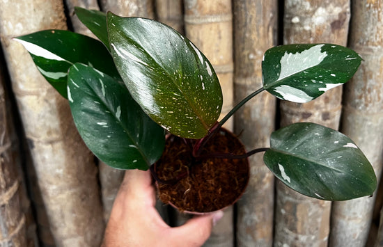 Philodendron &