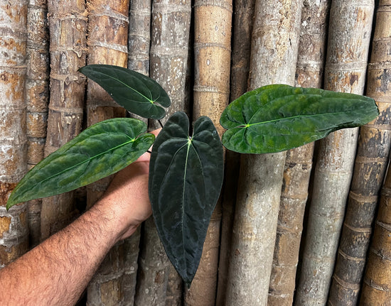 Anthurium &