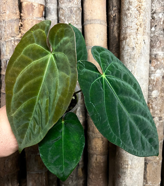 Anthurium &