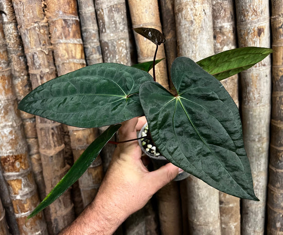 Anthurium &