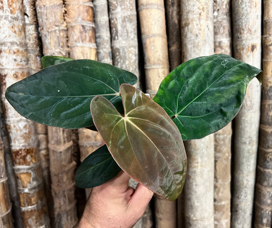 Anthurium &