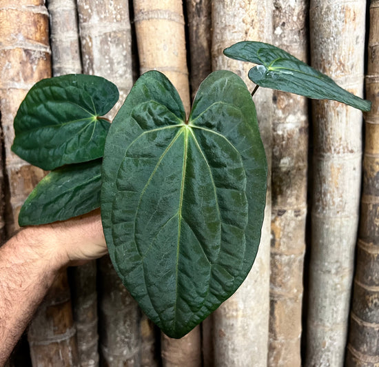 Anthurium &