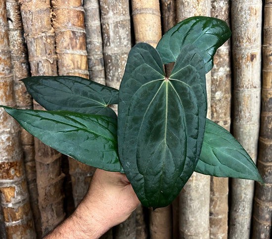 Anthurium &