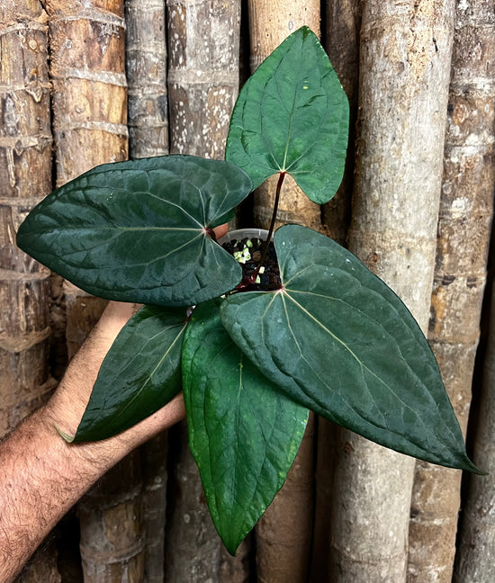 Anthurium &