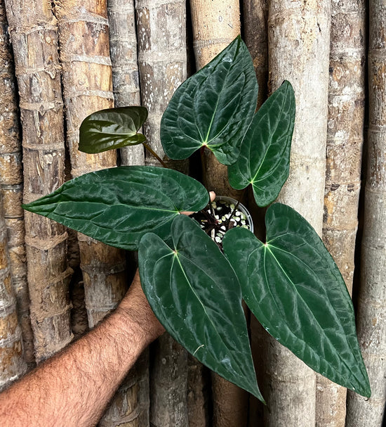 Anthurium &