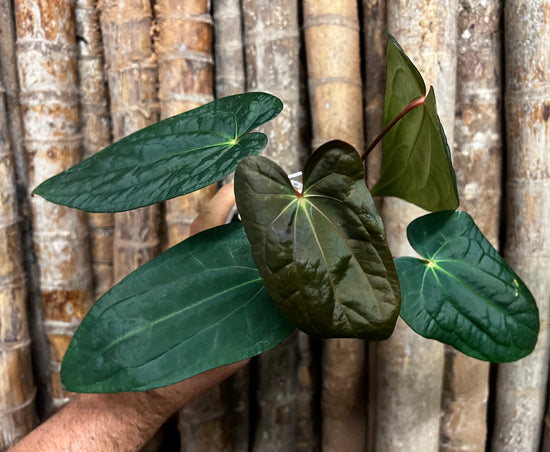 Anthurium &