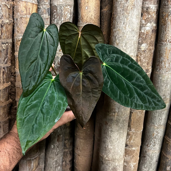 Anthurium &