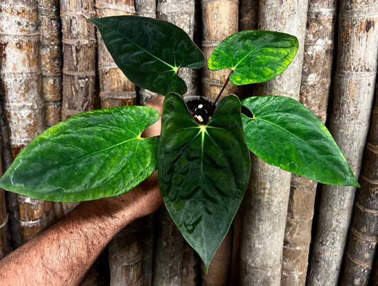 Anthurium &