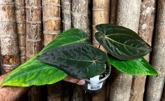 Anthurium &