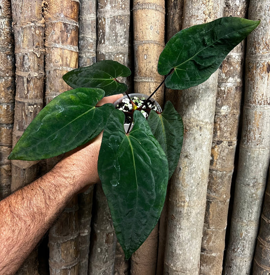 Anthurium &