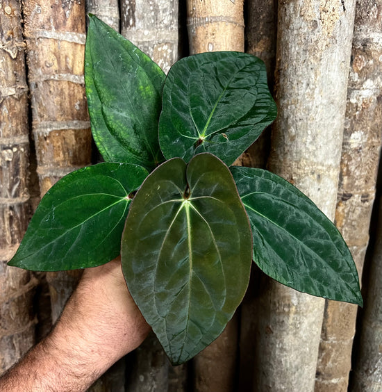 Anthurium &