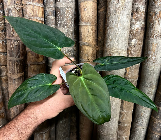 Anthurium &