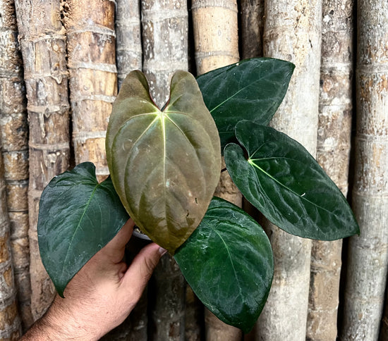 Anthurium &