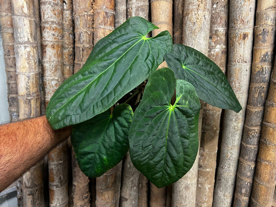 Anthurium &