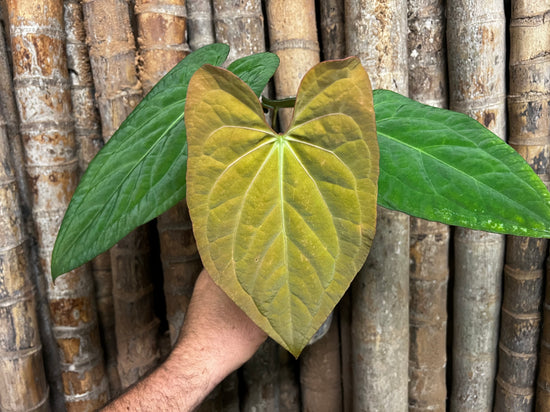 Anthurium &