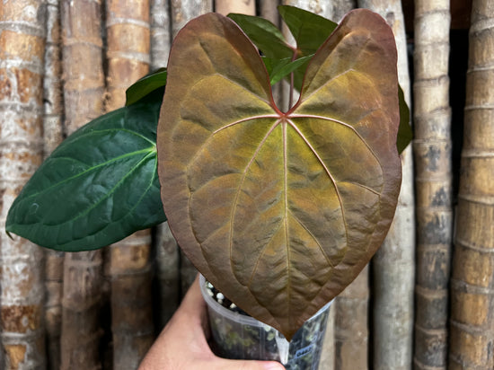 Anthurium &