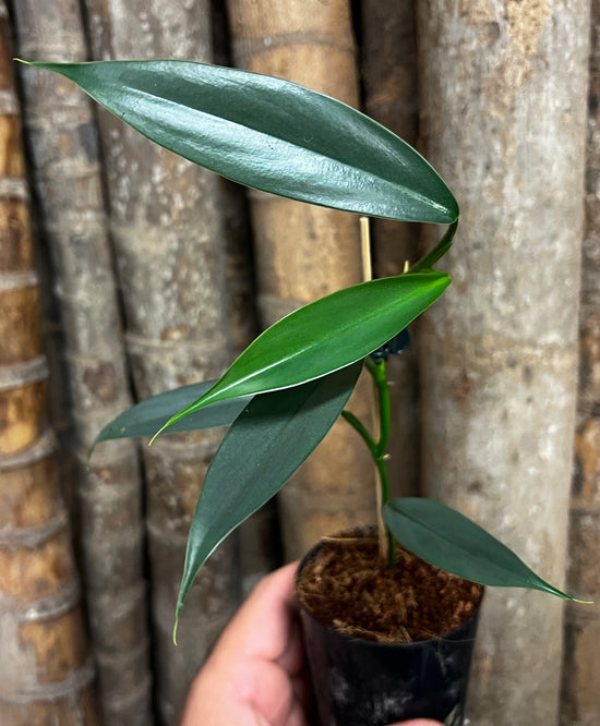Philodendron &