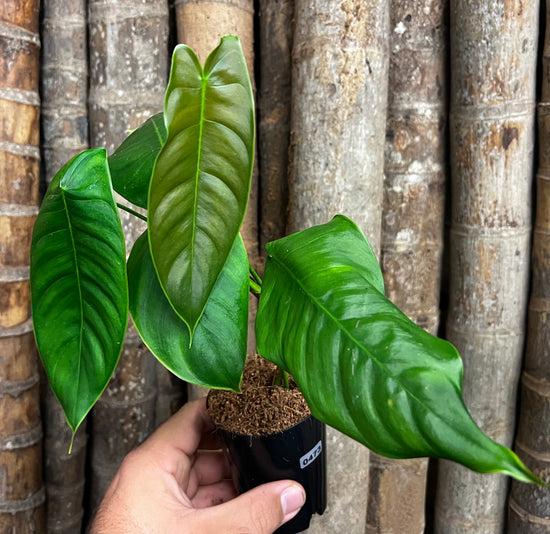 Philodendron &