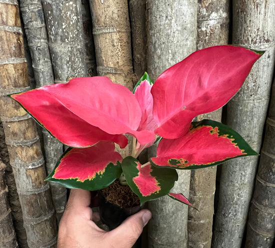 Aglaonema &