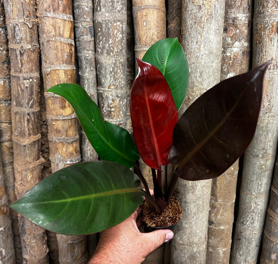 Philodendron &