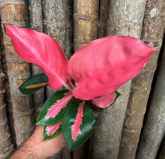 Aglaonema &