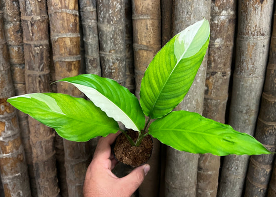 Spathiphyllum &